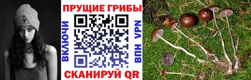 Галлюциногенные грибы Psilocybine cubensis Мостовской